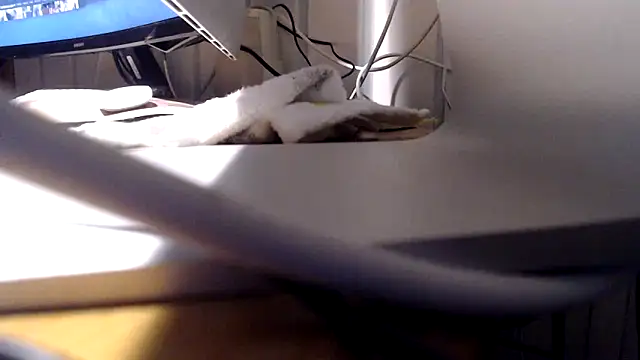 Tommitoo online show from February 22, 2026, 5:54 am