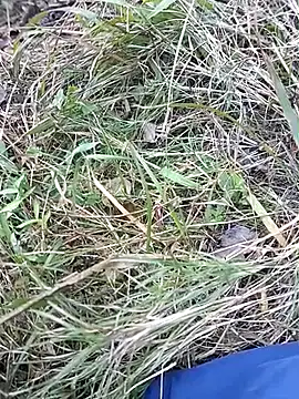 Snapshot of Nkumar173 chatting on November 10, 2025, 7:02 am Nkumar173 online show from November 10, 2025, 7:02 am