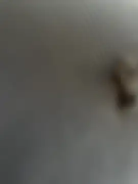 Snapshot of eveangelll chatting on March 22, 2025, 8:08 am eveangelll online show from March 22, 2025, 8:08 am