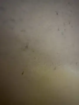 Gladiator 3 online show from February 14, 2026, 11:10 am