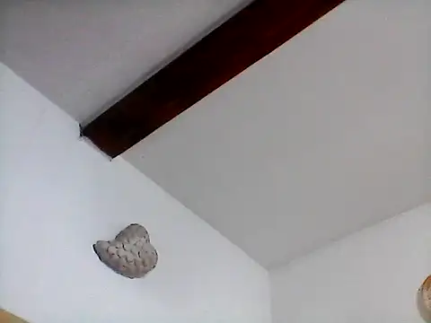 Snapshot of Picolo4111 chatting on September 20, 2025, 7:13 am Picolo4111 online show from September 20, 2025, 7:13 am