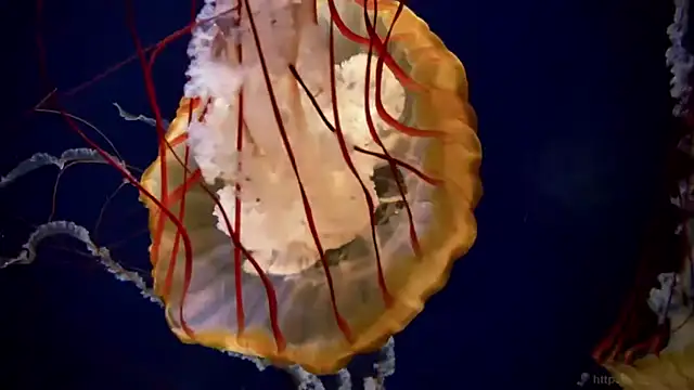 streamy test11 online show from April 21, 2026, 1:28 pm