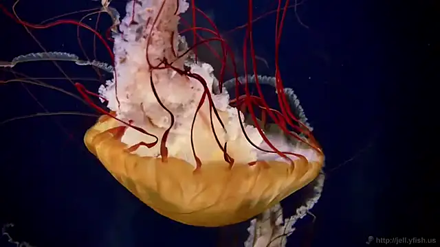 streamy test11 online show from April 24, 2026, 2:41 pm