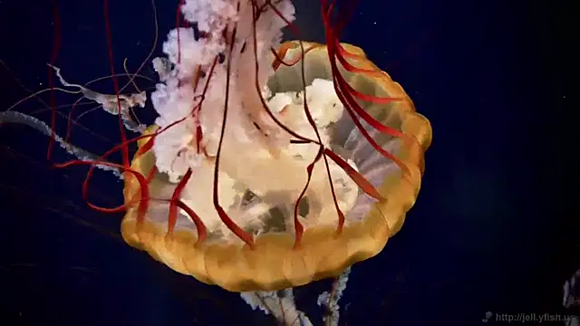 streamy test11 online show from April 2, 2026, 11:17 am