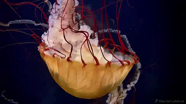 streamy test11 online show from April 27, 2026, 10:24 am