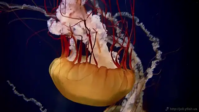 streamy test11 online show from February 4, 2026, 3:18 pm