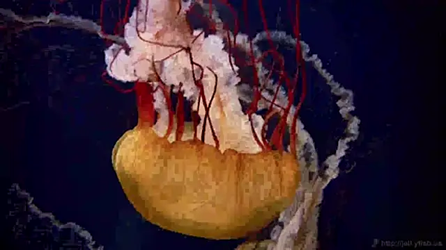 streamy test11 online show from April 23, 2026, 3:24 pm