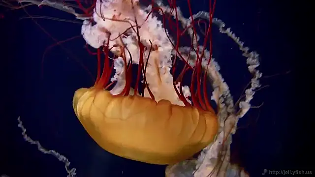 streamy test11 online show from November 27, 2025, 3:01 pm