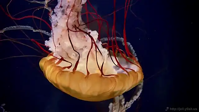 streamy test11 online show from November 28, 2025, 8:36 am