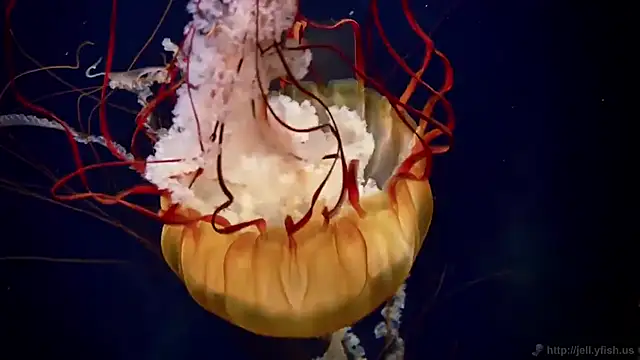 streamy test11 online show from March 9, 2026, 3:26 pm