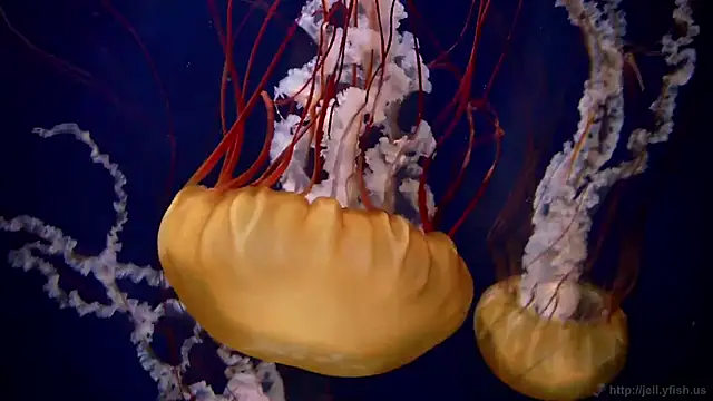 Snapshot of streamy_test15 chatting on November 13, 2025, 11:58 am streamy test15 online show from November 13, 2025, 11:58 am