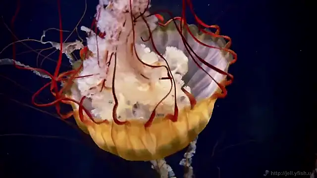 Snapshot of streamy_test15 chatting on December 17, 2025, 4:45 pm streamy test15 online show from December 17, 2025, 4:45 pm