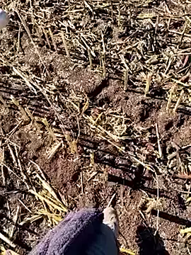 murokkk31 online show from December 18, 2025, 9:36 am