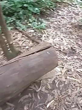 mis312 online show from November 27, 2025, 4:29 pm