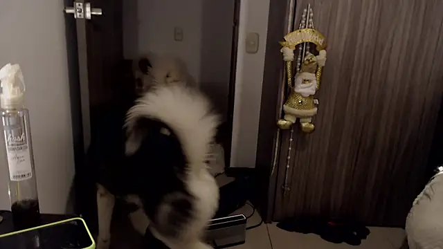 thomas gun online show from January 14, 2025, 12:00 am