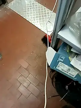 Snapshot of Porco81cazzo chatting on December 21, 2025, 12:07 pm Porco81cazzo online show from December 21, 2025, 12:07 pm