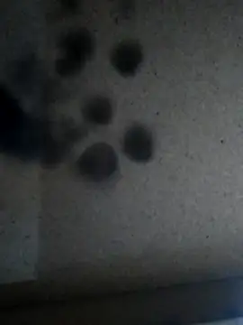 Leocesar37 online show from November 25, 2025, 5:46 pm