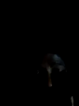 KrishnaDevaraya online show from February 20, 2025, 4:47 pm