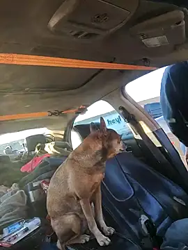 DatingProfile USA 43 str8 online show from October 4, 2025, 12:12 am