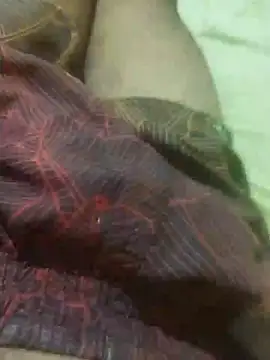 Snapshot of jarmesr7x chatting on February 11, 2025, 3:18 am jarmesr7x online show from February 11, 2025, 3:18 am