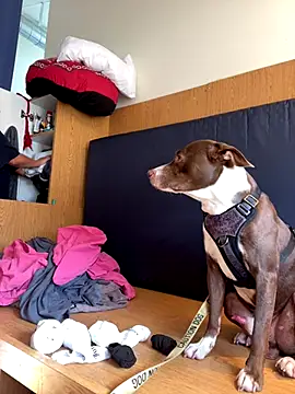 Snapshot of Dnasty408 chatting on October 16, 2025, 10:40 pm Dnasty408 online show from October 16, 2025, 10:40 pm