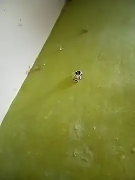 Piya Ji online show from March 21, 2025, 6:18 pm