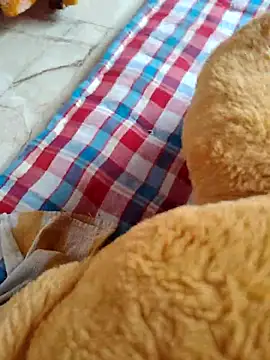 Snapshot of lovelygirl4567 chatting on November 2, 2025, 8:41 am lovelygirl4567 online show from November 2, 2025, 8:41 am