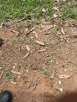 Snapshot of elflalope chatting on October 1, 2025, 4:11 pm elflalope online show from October 1, 2025, 4:11 pm