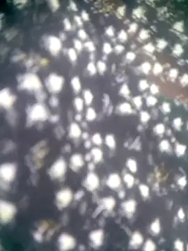 Snapshot of Amaya_Bajwa chatting on November 12, 2025, 8:29 am Amaya Bajwa online show from November 12, 2025, 8:29 am