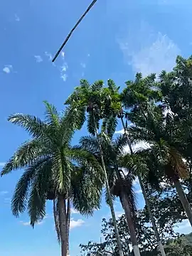 pegaso888888 online show from March 20, 2026, 7:37 pm