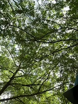 arevalo1124 online show from November 23, 2025, 3:22 pm