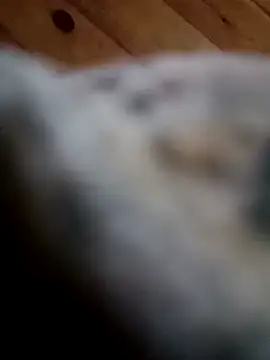 Arabian online show from February 11, 2025, 6:01 pm