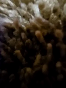 Snapshot of daaarin44 chatting on November 1, 2025, 5:36 am daaarin44 online show from November 1, 2025, 5:36 am