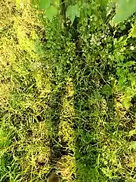 Snapshot of himvilohi08 chatting on January 13, 2026, 4:38 am himvilohi08 online show from January 13, 2026, 4:38 am