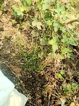 Snapshot of himvilohi08 chatting on February 5, 2026, 4:41 am himvilohi08 online show from February 5, 2026, 4:41 am