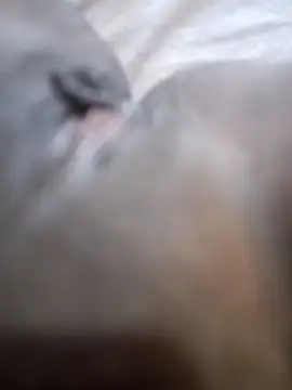 morenappkuda online show from October 1, 2025, 6:56 pm