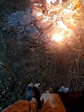 ParousFlow online show from April 15, 2026, 3:23 am