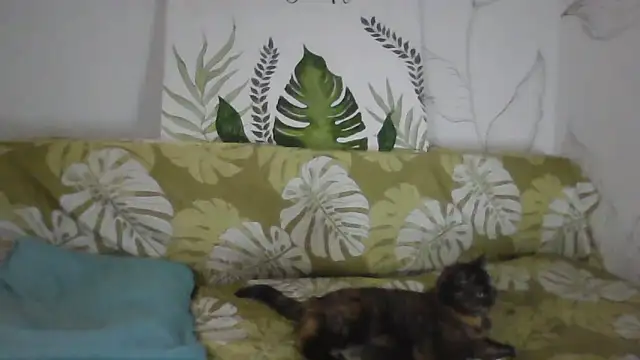 Catty Lady online show from November 26, 2025, 6:30 pm