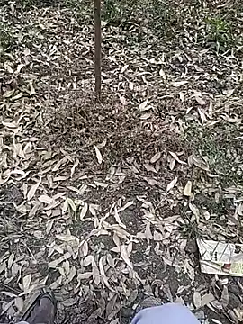 Snapshot of Telugu_person12 chatting on January 10, 2026, 7:36 am Telugu person12 online show from January 10, 2026, 7:36 am