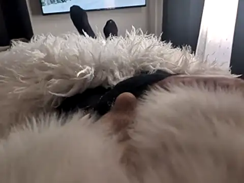 furgamer44 online show from April 23, 2026, 7:37 am