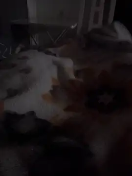 ratoncito 3 online show from March 15, 2026, 8:16 pm