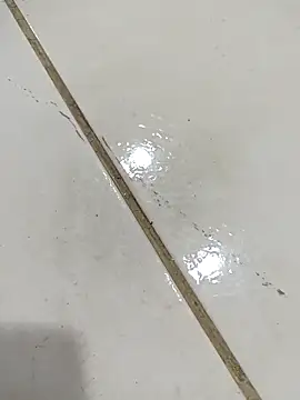 daring lily online show from December 5, 2025, 2:00 am