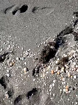 Snapshot of sarahkat86 chatting on November 14, 2025, 6:33 pm sarahkat86 online show from November 14, 2025, 6:33 pm