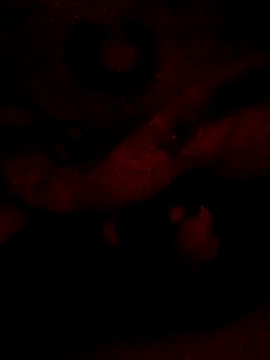 sarahkat86 online show from February 20, 2026, 6:26 am