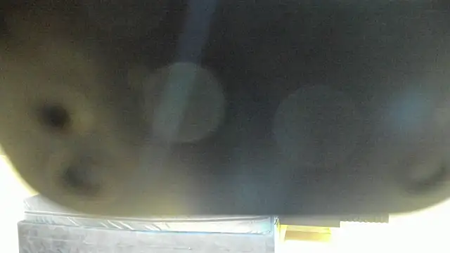 Megan Sweetas online show from November 26, 2025, 7:58 pm