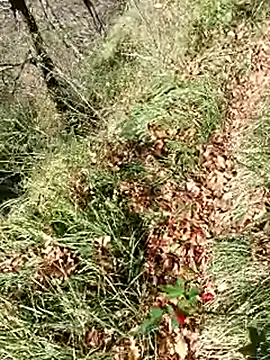 Snapshot of pegaso369 chatting on November 12, 2025, 12:31 pm pegaso369 online show from November 12, 2025, 12:31 pm