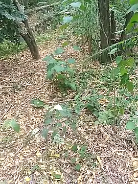 Snapshot of pegaso369 chatting on October 17, 2025, 1:46 pm pegaso369 online show from October 17, 2025, 1:46 pm
