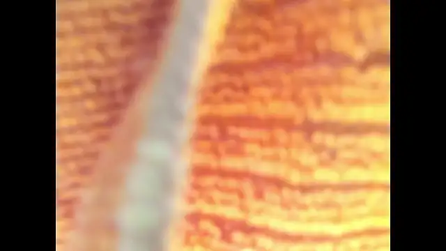 Goddes any online show from October 27, 2025, 11:38 pm