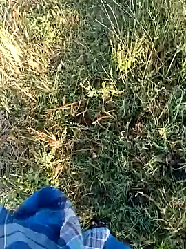 dolphiinn online show from April 19, 2026, 1:50 am