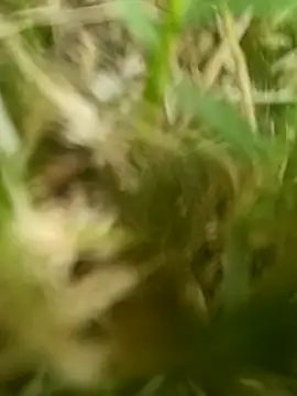 dolphiinn online show from March 20, 2026, 2:12 am